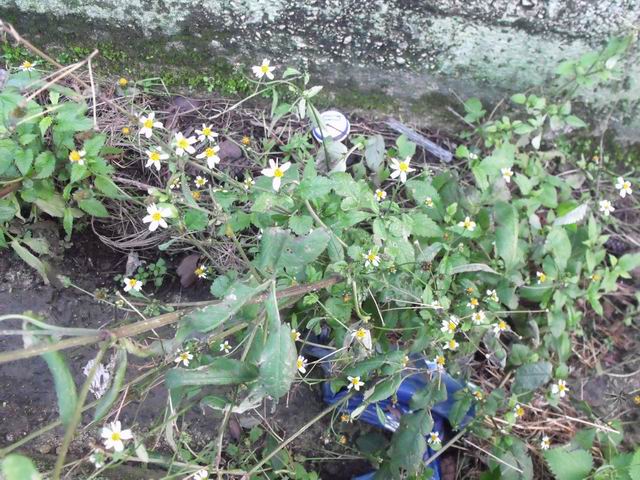 Bidens pilosa
